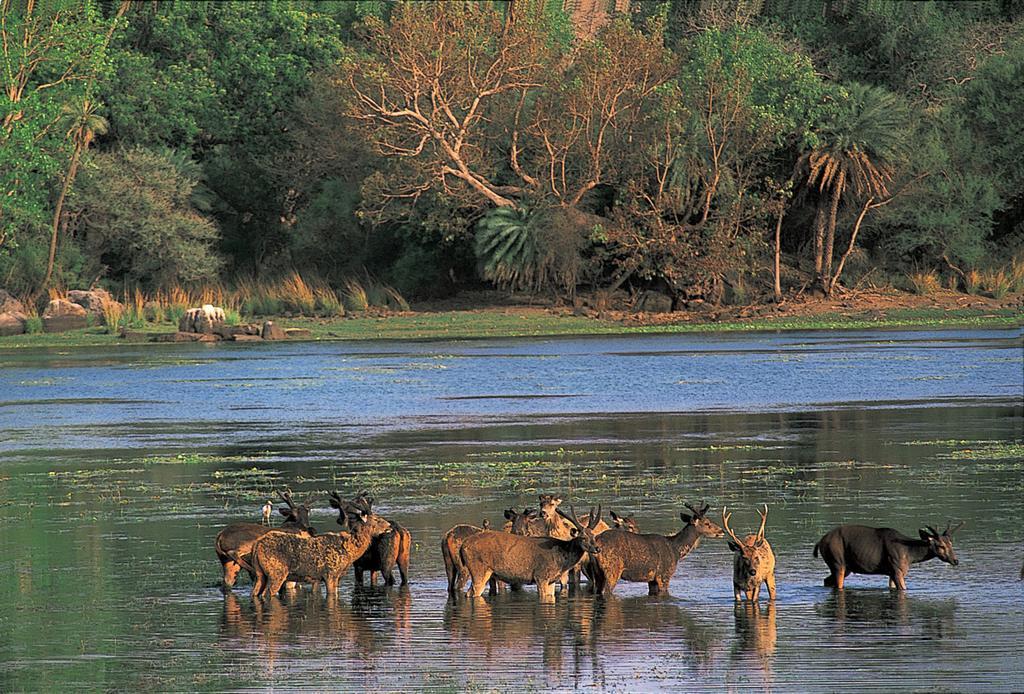 The Oberoi Vanyavilas Wildlife Resort, Ranthambhore Sawai Madhopur Exteriör bild