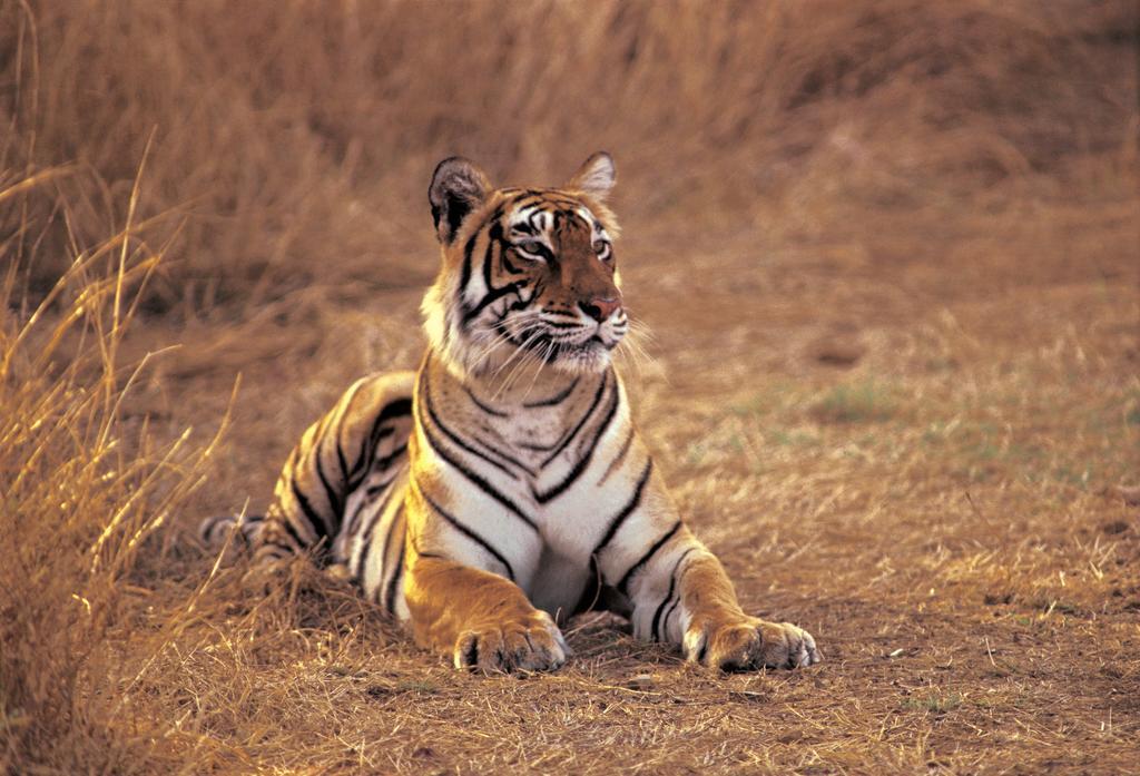 The Oberoi Vanyavilas Wildlife Resort, Ranthambhore Sawai Madhopur Exteriör bild