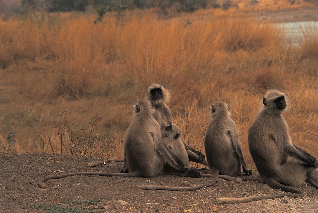 The Oberoi Vanyavilas Wildlife Resort, Ranthambhore Sawai Madhopur Exteriör bild