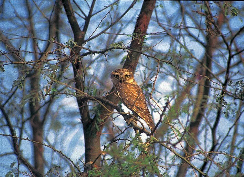 The Oberoi Vanyavilas Wildlife Resort, Ranthambhore Sawai Madhopur Exteriör bild